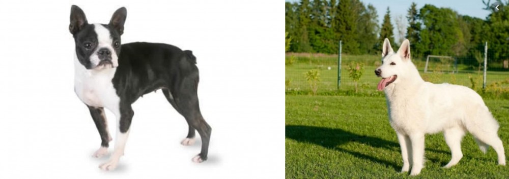 White Shepherd vs Boston Terrier - Breed Comparison