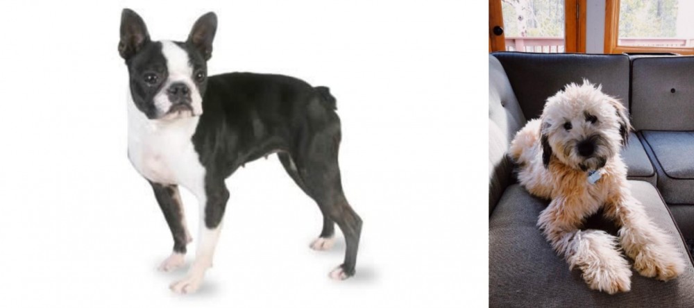 Whoodles vs Boston Terrier - Breed Comparison
