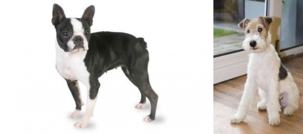 Wire Fox Terrier vs Boston Terrier - Breed Comparison