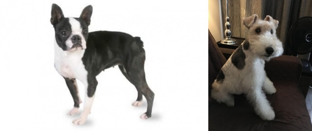 Wire Haired Fox Terrier vs Boston Terrier - Breed Comparison