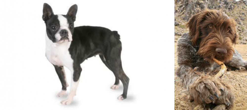 Wirehaired Pointing Griffon vs Boston Terrier - Breed Comparison
