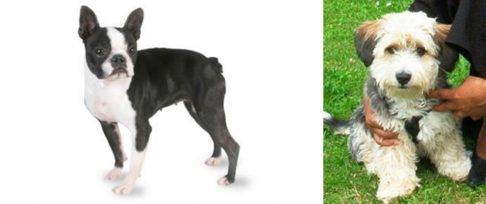 Yo-Chon vs Boston Terrier - Breed Comparison
