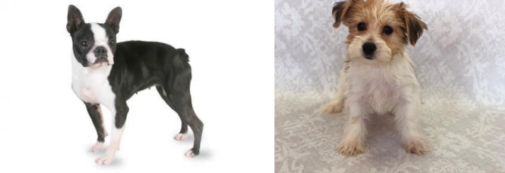 Yochon vs Boston Terrier - Breed Comparison