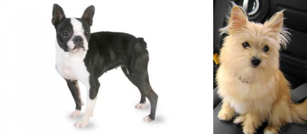 Yoranian vs Boston Terrier - Breed Comparison