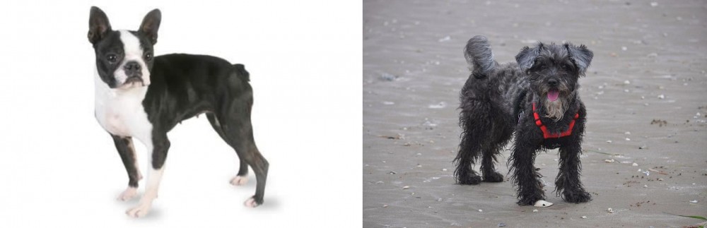 YorkiePoo vs Boston Terrier - Breed Comparison