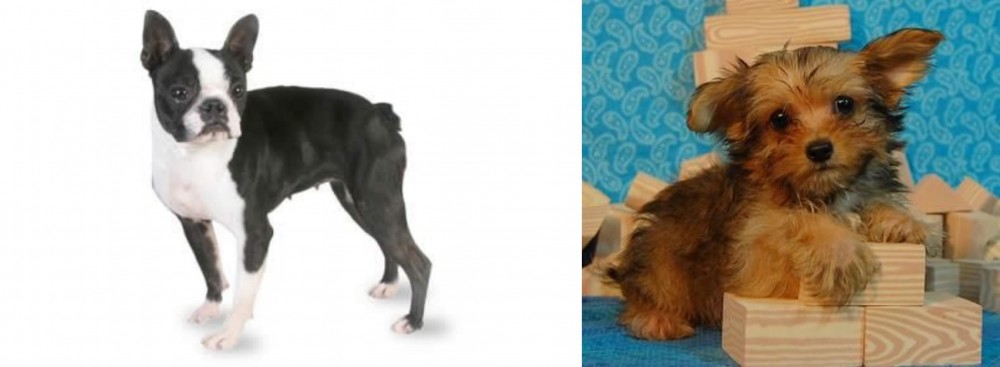 Yorkillon vs Boston Terrier - Breed Comparison