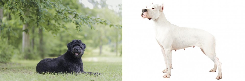 Argentine Dogo vs Bouvier des Flandres - Breed Comparison