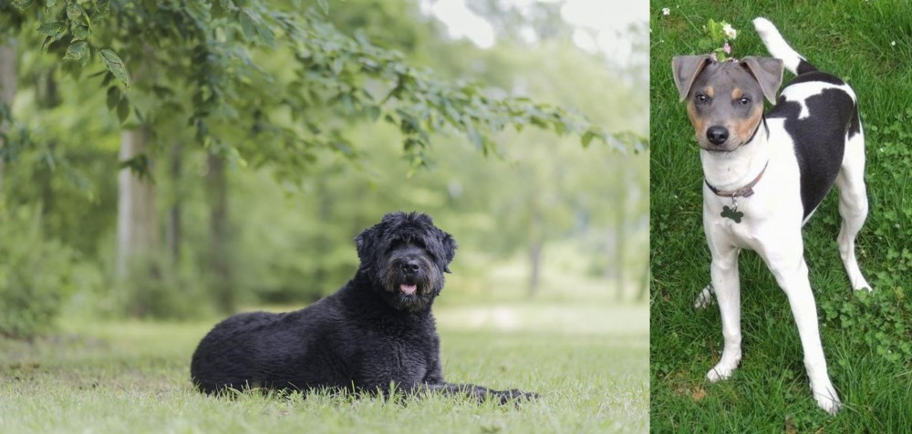 Brazilian Terrier vs Bouvier des Flandres - Breed Comparison