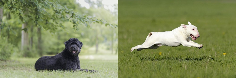 Bull Terrier vs Bouvier des Flandres - Breed Comparison