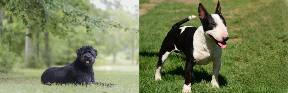 Bull Terrier Miniature vs Bouvier des Flandres - Breed Comparison
