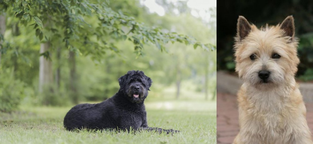 Cairn Terrier vs Bouvier des Flandres - Breed Comparison