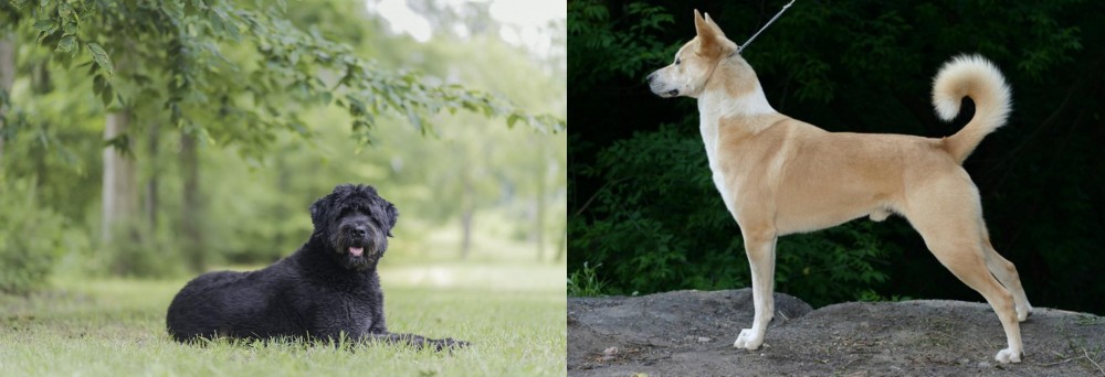 Canaan Dog vs Bouvier des Flandres - Breed Comparison