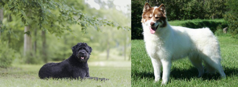 Canadian Eskimo Dog vs Bouvier des Flandres - Breed Comparison