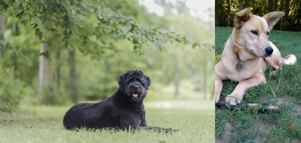 Carolina Dog vs Bouvier des Flandres - Breed Comparison