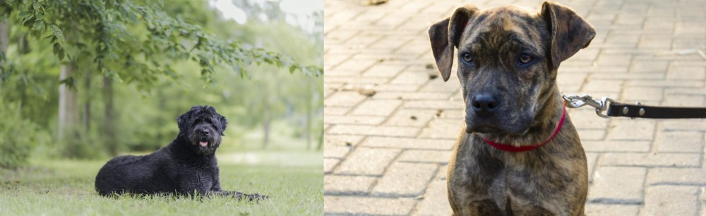 Catahoula Bulldog vs Bouvier des Flandres - Breed Comparison