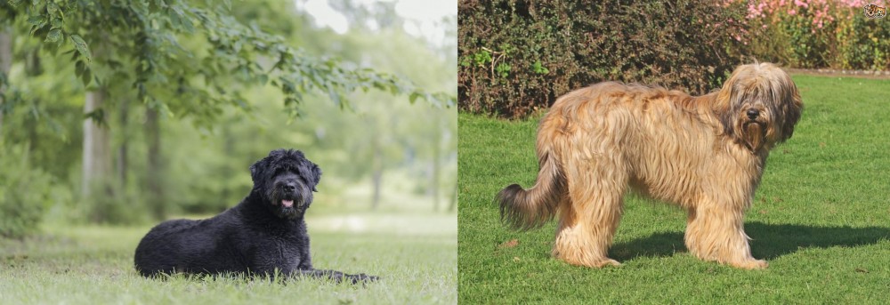 Catalan Sheepdog vs Bouvier des Flandres - Breed Comparison