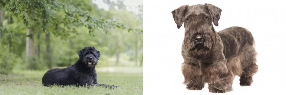 Cesky Terrier vs Bouvier des Flandres - Breed Comparison