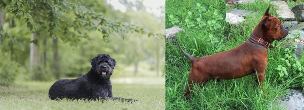 Chinese Chongqing Dog vs Bouvier des Flandres - Breed Comparison