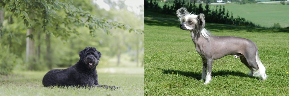 Chinese Crested Dog vs Bouvier des Flandres - Breed Comparison