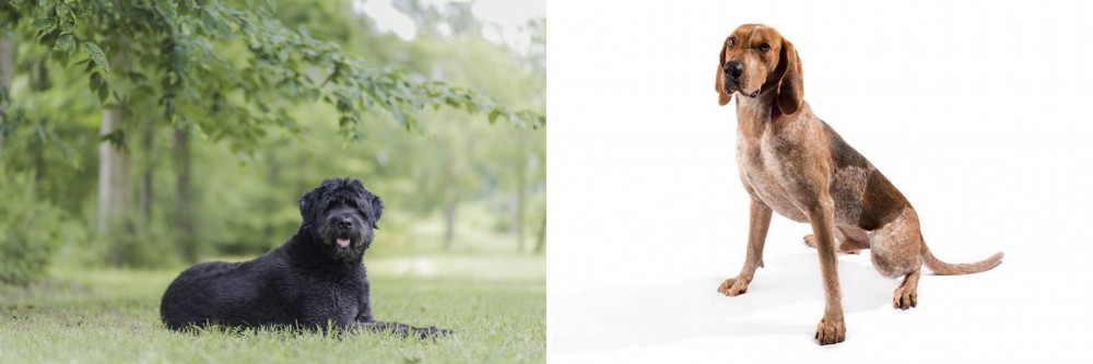 Coonhound vs Bouvier des Flandres - Breed Comparison