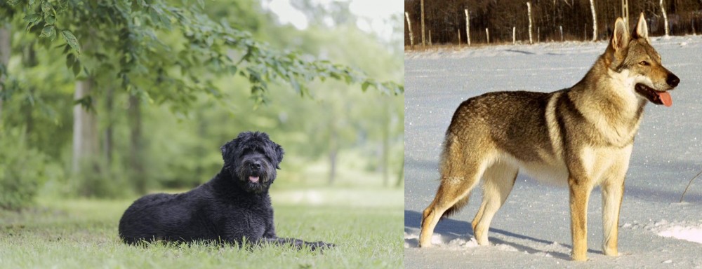 Czechoslovakian Wolfdog vs Bouvier des Flandres - Breed Comparison