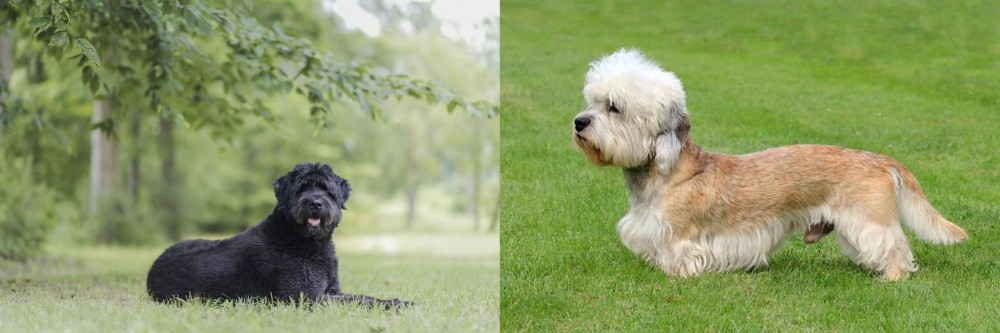 Dandie Dinmont Terrier vs Bouvier des Flandres - Breed Comparison