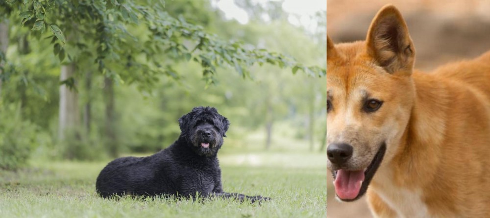 Dingo vs Bouvier des Flandres - Breed Comparison
