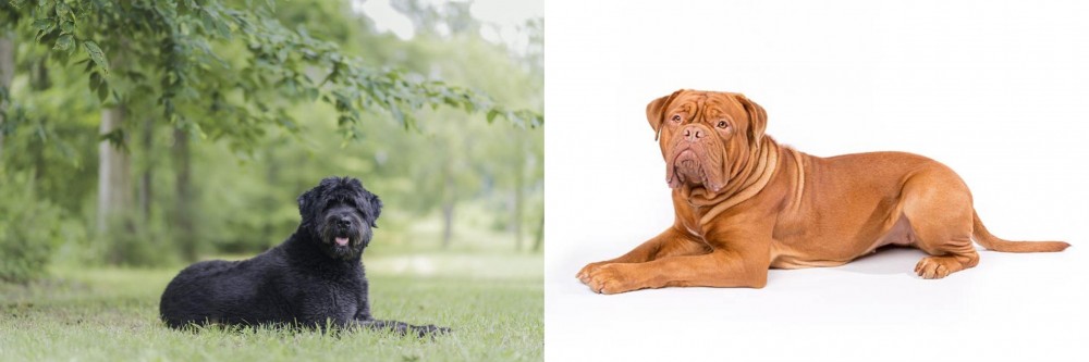 Dogue De Bordeaux vs Bouvier des Flandres - Breed Comparison