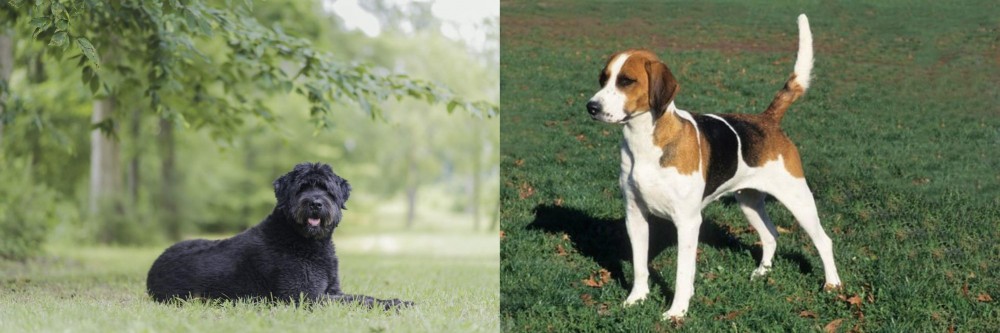 English Foxhound vs Bouvier des Flandres - Breed Comparison