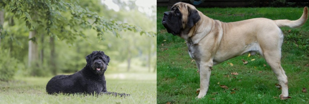 English Mastiff vs Bouvier des Flandres - Breed Comparison