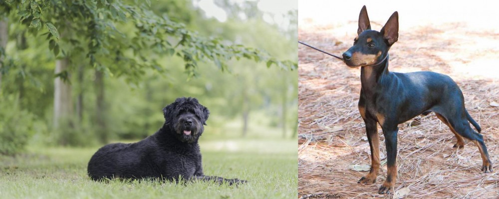 English Toy Terrier (Black & Tan) vs Bouvier des Flandres - Breed Comparison