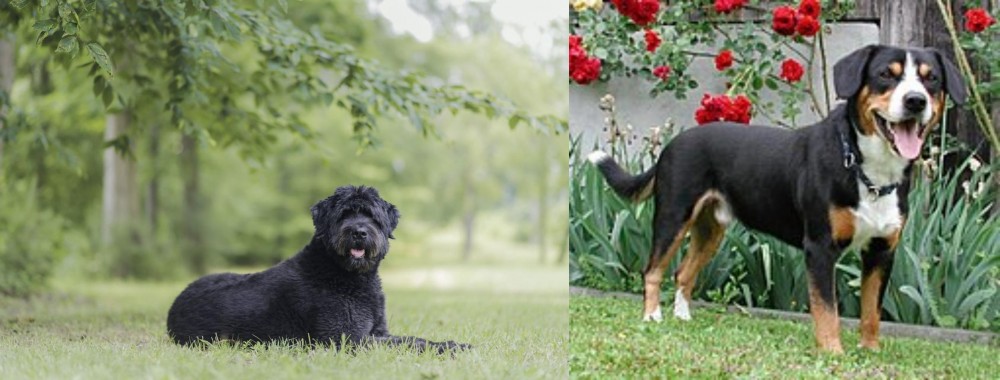 Entlebucher Mountain Dog vs Bouvier des Flandres - Breed Comparison