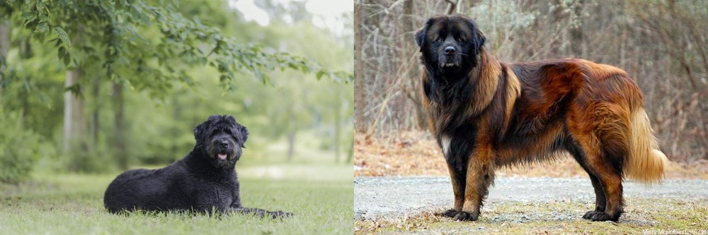 Estrela Mountain Dog vs Bouvier des Flandres - Breed Comparison