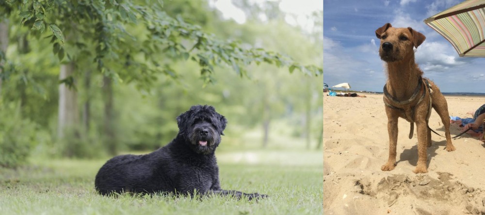 Fell Terrier vs Bouvier des Flandres - Breed Comparison