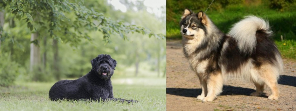 Finnish Lapphund vs Bouvier des Flandres - Breed Comparison