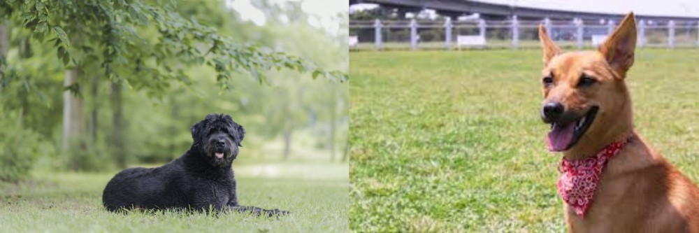 Formosan Mountain Dog vs Bouvier des Flandres - Breed Comparison