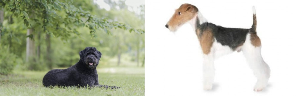 Fox Terrier vs Bouvier des Flandres - Breed Comparison