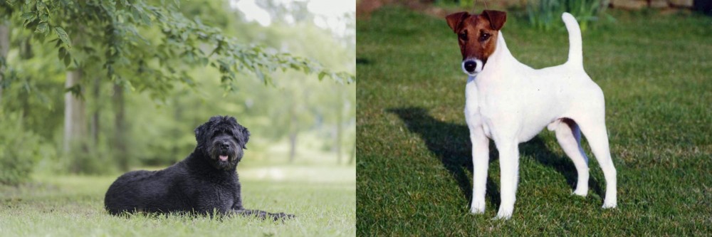 Fox Terrier (Smooth) vs Bouvier des Flandres - Breed Comparison