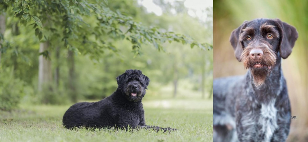 German Wirehaired Pointer vs Bouvier des Flandres - Breed Comparison