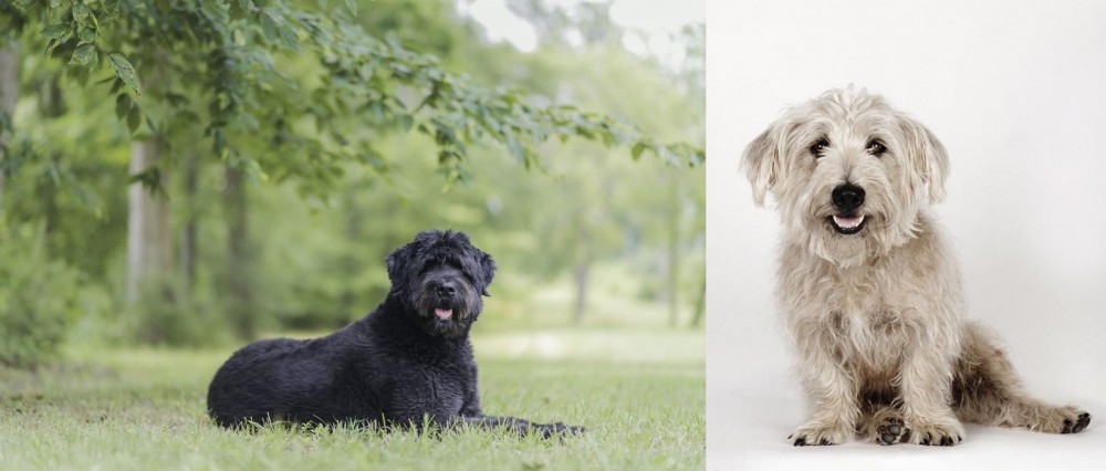 Glen of Imaal Terrier vs Bouvier des Flandres - Breed Comparison