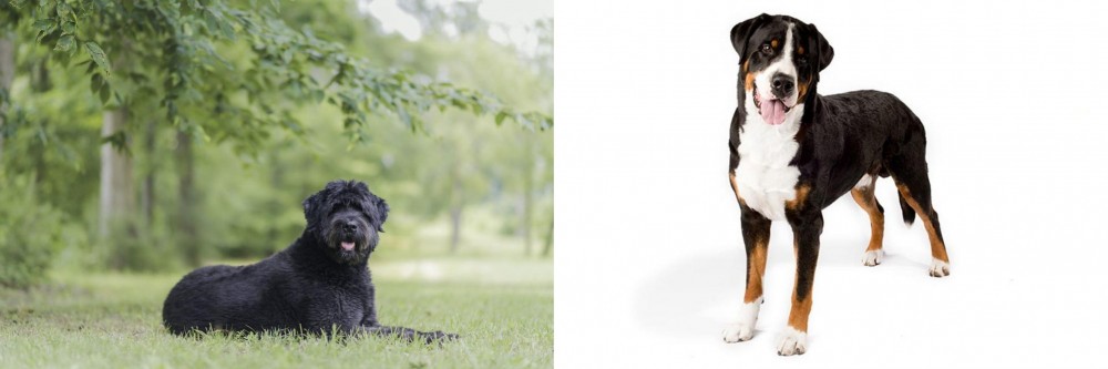 Greater Swiss Mountain Dog vs Bouvier des Flandres - Breed Comparison