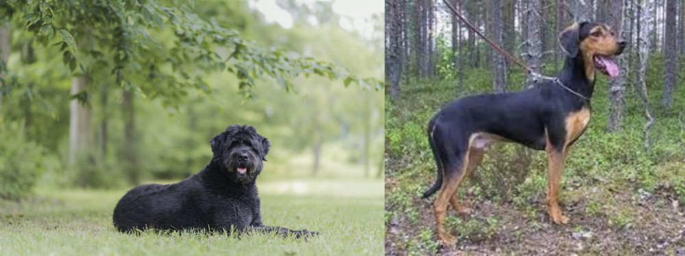 Greek Harehound vs Bouvier des Flandres - Breed Comparison