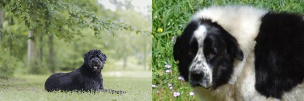 Greek Sheepdog vs Bouvier des Flandres - Breed Comparison