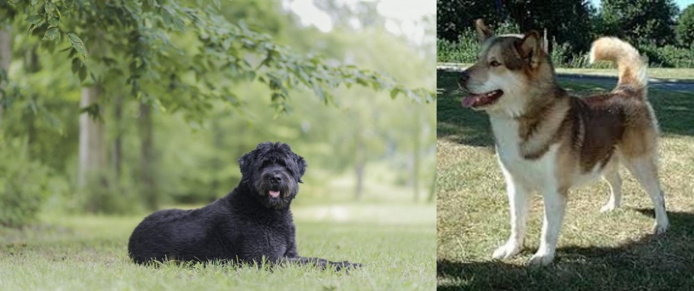 Greenland Dog vs Bouvier des Flandres - Breed Comparison