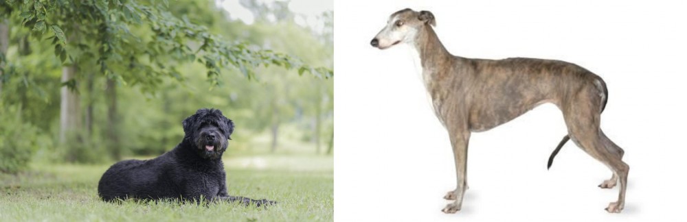 Greyhound vs Bouvier des Flandres - Breed Comparison