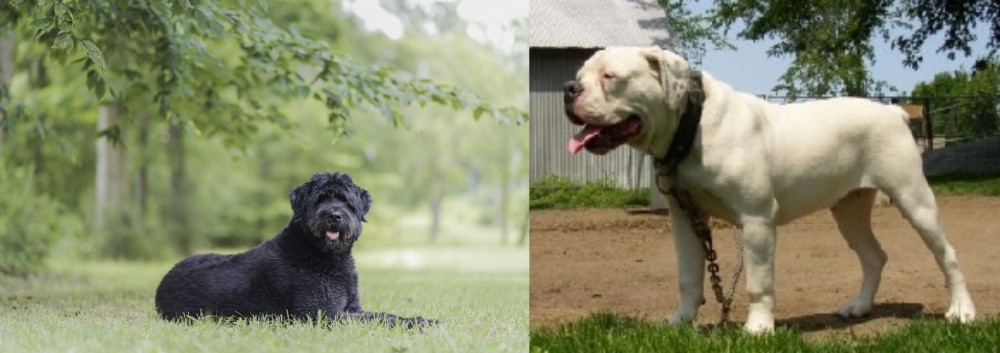 Hermes Bulldogge vs Bouvier des Flandres - Breed Comparison