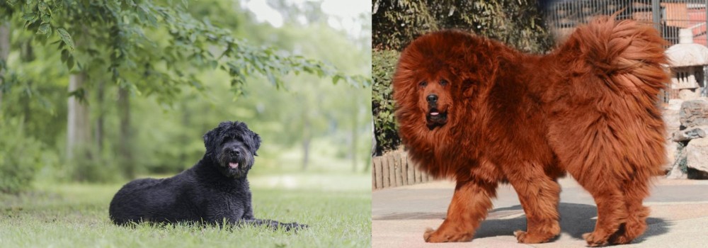 Himalayan Mastiff vs Bouvier des Flandres - Breed Comparison