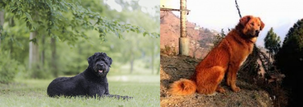 Himalayan Sheepdog vs Bouvier des Flandres - Breed Comparison
