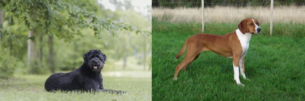 Hygenhund vs Bouvier des Flandres - Breed Comparison