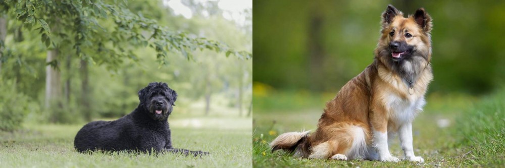 Icelandic Sheepdog vs Bouvier des Flandres - Breed Comparison